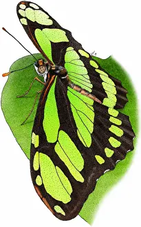 Animal Illustrations Online Drucke: Malachite Butterfly