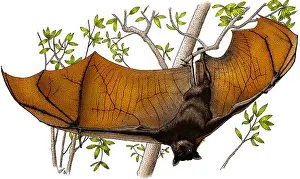 Mammal Illustration Drucke: Malayan Flying Fox