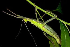 Southeast Asian Fauna Drucke: Malayan Jungle Nymph