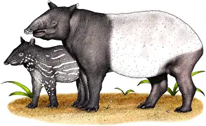 Malayan Tapir Drucke: Malayan Tapir