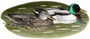 American Wildlife Drucke: Mallard Duck Pair