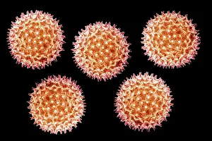 Scanning Electron Microscopy Drucke: Mallow Pollen Grain
