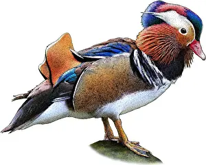 Aix Galericulata Images Drucke: Mandarin Duck