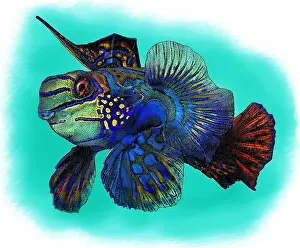 Coral Reef Animals Drucke: Mandarinfish