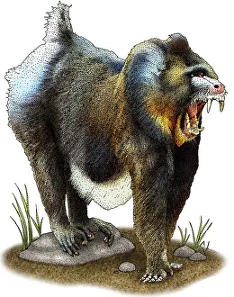 Mandrill Illustration Drucke: Mandrill