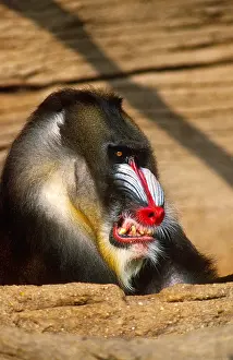 Gerahmter Druck : Mandrill Aggressive Display