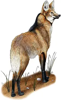 Wildlife Illustrations Drucke: Maned Wolf