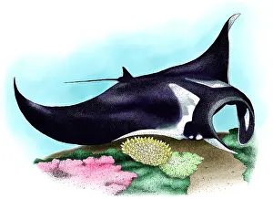 Coral Reef Animals Drucke: Manta Ray