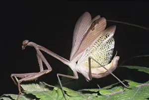 Insect Defense Mechanisms Drucke: Mantid defensive display