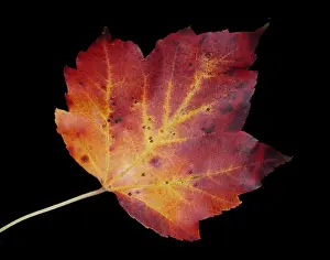 Autumn Colored Leaves Drucke: Maple Leaf