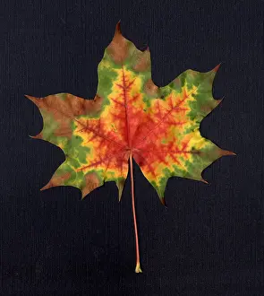 Gerahmter Druck : Maple Leaf Gerahmter Druck : Maple Leaf