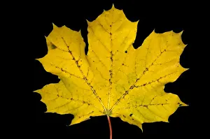 Autumn Colored Leaves Drucke: Maple Leaf