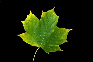 Autumn Colored Leaves Drucke: Maple Leaf