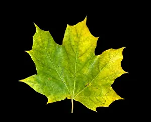 Autumn Leaf Coloration Drucke: Maple Leaf