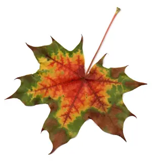 Gerahmter Druck : Maple Leaf Gerahmter Druck : Maple Leaf