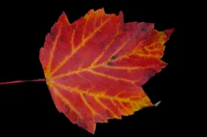 Autumn Colored Leaves Drucke: Maple Leaf