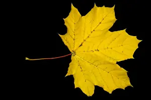 Autumn Colored Leaves Drucke: Maple Leaf