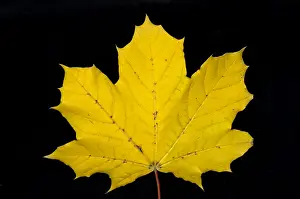 Gerahmter Druck : Maple Leaf Gerahmter Druck : Maple Leaf