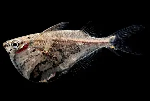 Peruvian Wildlife Drucke: Marble Hatchetfish