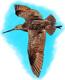 Nature Posters Drucke: Marbled godwit