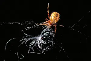 Araneidae Family Spiders Drucke: Marbled Orb-Weaver Spider