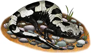 United States Wildlife Images Drucke: Marbled Salamander