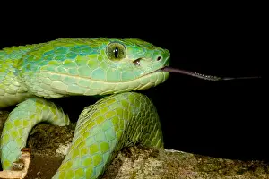 Vertebrate Animals Drucke: March's Palm Pitviper