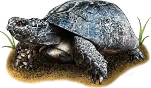 Squamata Species Drucke: Marginated tortoise