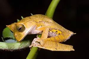 Central America Nature Drucke: Marsupial Frog