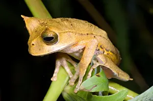 Marsupial-Frosch