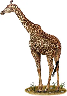 African Wildlife Art Drucke: Masai Giraffe