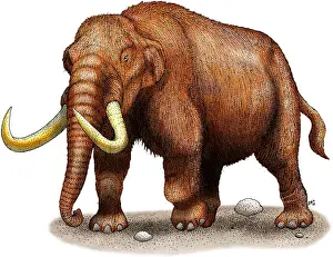 Prehistoric Mammal Drucke: Mastodon