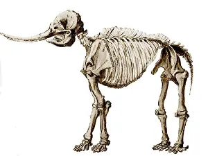Prehistoric Animal Illustration Drucke: Mastodon Skeleton