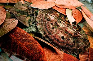 Camouflaged Reptiles Drucke: Mata mata Turtle