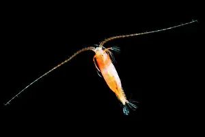 Mesopelagischer Copepod