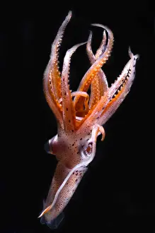 Deep Sea Squid Drucke: Mesopelagic Squid