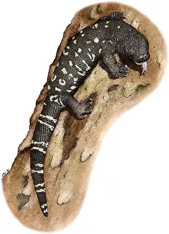 Central American Reptiles Drucke: Mexican Beaded Lizard