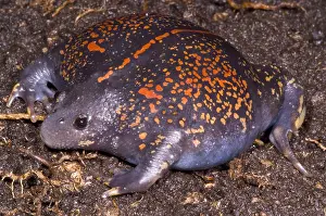 Gerahmter Druck : Mexikanischer Bergfrosch