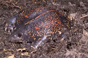 Wildlife In Costa Rica Drucke: Mexican Burrowing Toad