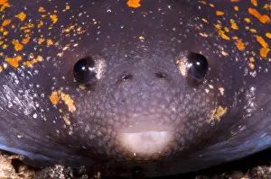 Wildlife In Costa Rica Drucke: Mexican Burrowing Toad