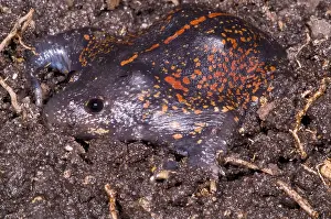 Mexican Burrowing Toad