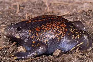 Mexican Burrowing Toad