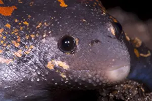 Mexican Burrowing Toad