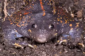 Mexikanischer Grabfrosch