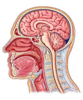 Medical Anatomy Illustration Drucke: Midsagittal Section, Illustration