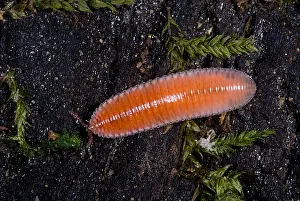 Gerahmter Druck : Millipede. Bdellozonium cerviculatum, ein in der Blättererde lebender Regenwurm Gerahmter Druck : Millipede. Bdellozonium cerviculatum, ein in der Blättererde lebender Regenwurm