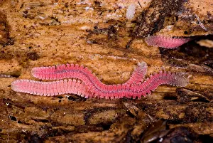 Millipedes
