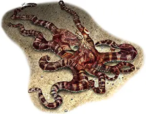 Wildlife Artwork Drucke: Mimic Octopus