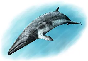 Minke-Wal
