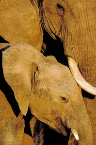 African Animal Photos Drucke: African elephants